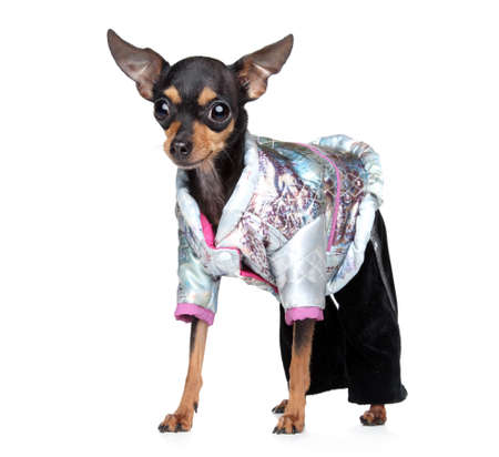 Russian toy terrier in fashionable overalls on a white backgroundの写真素材