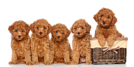 Poodle puppies with wicker basket on a white backgroundの写真素材