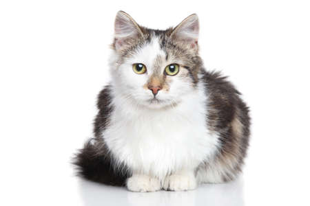 Mixed breed Domestic cat lying on a white backgroundの写真素材