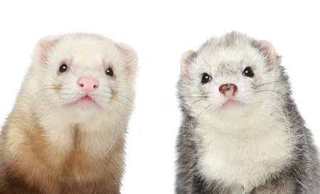 Two Ferrets  Close-up portraitの写真素材