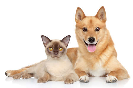 Happy dog and cat together on a white backgroundの写真素材