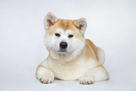 Akita inu dog portrait on grey backgroundの写真素材