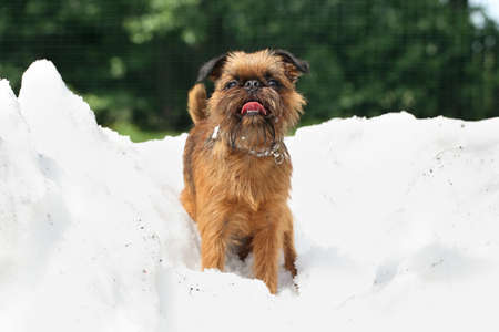 Dog breed Griffon on a pile of snow in summer (outdoor shoot)の写真素材