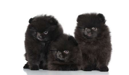 Black Spitz dog puppies posing on a white background の写真素材
