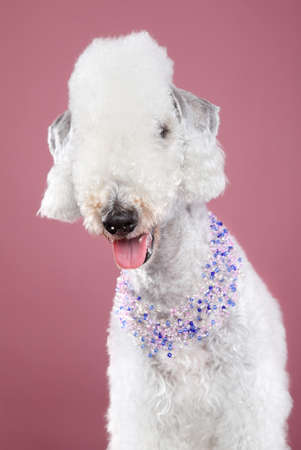 Bedlington terrier dog portrait (front view) in beads on pink backgroundの写真素材