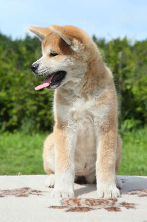 Happy Akita inu puppy posing outdoorの写真素材