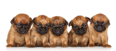 Griffon Bruxellois Puppies posing over white backgroundの写真素材