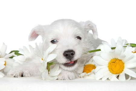 West highland white terrier puppy in daisies on a white backgroundの写真素材