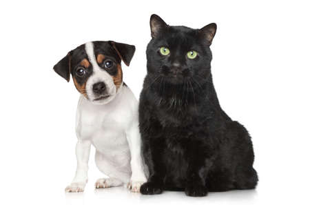 Close-up portrait of a Jack Russel Dog and black cat on white backgroundの写真素材