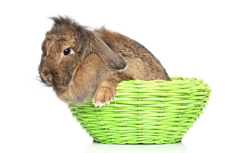 Lop-eared fluffy rabbit in wattled basket on a white backgroundの写真素材