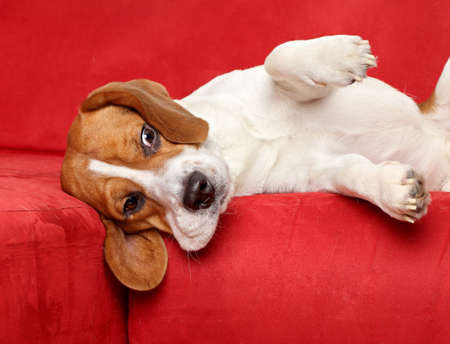 Young Beagle dog posing on red sofaの写真素材