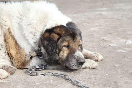 Old, sad Caucasian Shepherd watchdog. Outdoor shoot. の写真素材