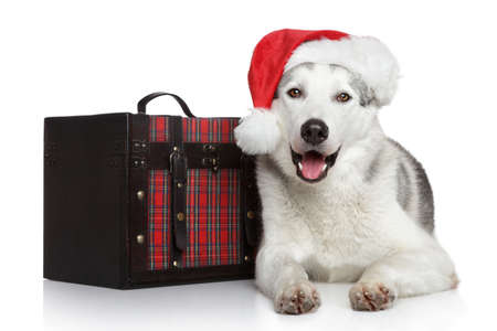 Happy husky dog in red Santa hat with a chest gifts lying on white backgroundの写真素材