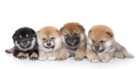Beautiful Shiba Inu puppies lying on a white backgroundの写真素材