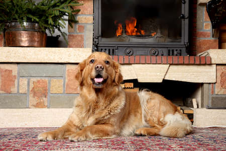Golden retriever dog lies near fireplaceの写真素材