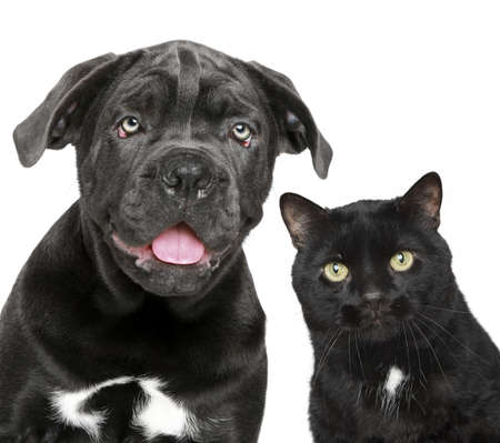 Dog and cat together. Close-up portrait on a white backgroundの写真素材