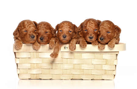Five poodle puppies in a basket on white backgroundの写真素材