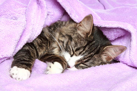 kitten sleeps the covered soft blanketの写真素材