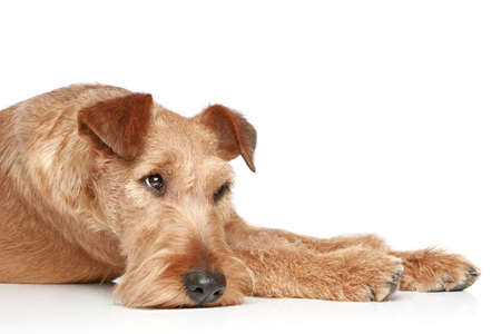 sad Irish terrier lying on a white backgroundの写真素材