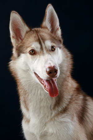 Siberian Husky dog. Close-up portrait on a dark backgroundの写真素材