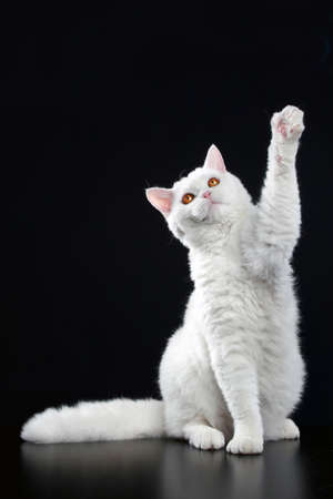 Selkirk-rex cat posing on dark-blue backgroundの写真素材