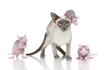 Blue-point oriental cat with three rats on a white background