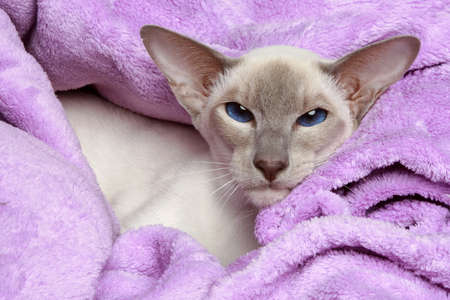 Oriental Lilac-point siamese cat resting in a soft blanketの写真素材