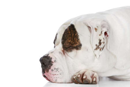 American Bulldog sleeping on white backgroundの写真素材