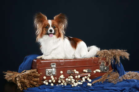 Papillon dog lying on a suitcase on a dark-blue backgroundの写真素材