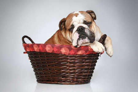 English bulldog in wattled basket on a grey backgroundの写真素材