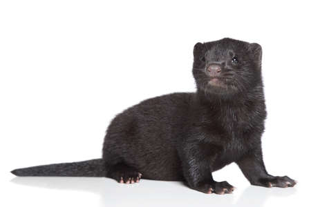 American Mink 1 month  Black puppy on a white backgroundの写真素材