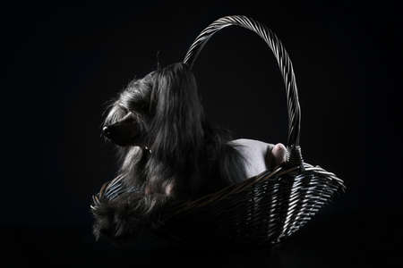 Black Chinese Crested Dog lying in basket on a dark backgroundの写真素材