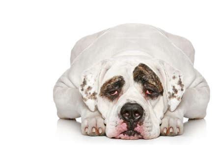 American Bulldog lying on a white backgroundの写真素材