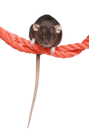 Brown Rat on a ropeの写真素材