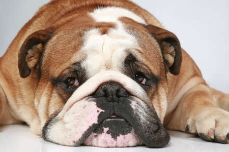 Sad English bulldog lying on grey background. Close-up portraitの写真素材