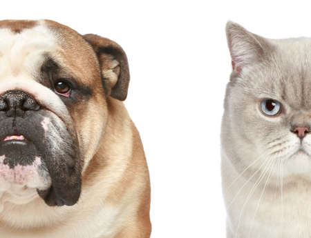 Dog and cat. Half of muzzle close-up portrait on a white backgroundの写真素材