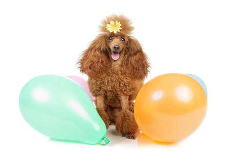 Red toy poodle with Inflatable balloons on a white backgroundの写真素材