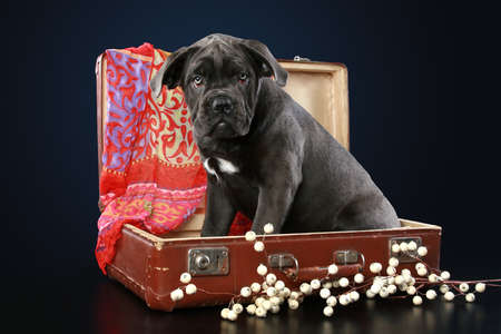 Cane corso puppy sits in suitcase on a dark-blue backgroundの写真素材