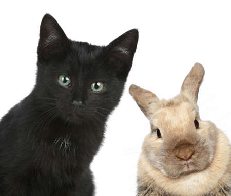 Black cat and rabbit. Close-up portrait on a white backgroundの写真素材