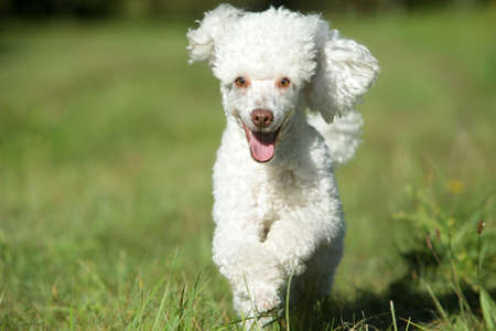 Happy Running white poodle