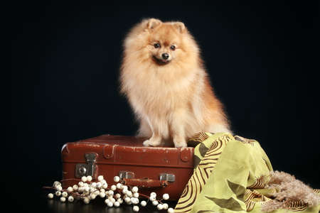 German Spitz dog sits on vintage suitcase on dark-blue backgroundの写真素材