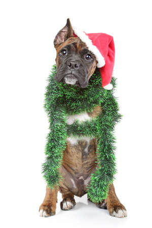 German Boxer waits for xmas holidayの写真素材