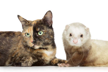 Tortoise-colored cat and ferret on a white backgroundの写真素材