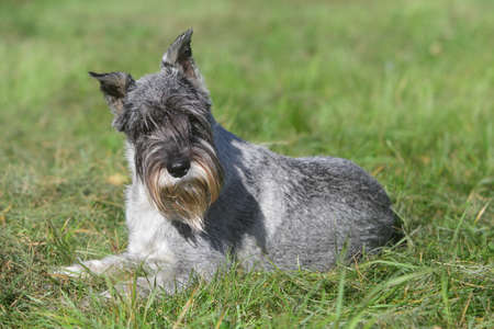 Standard schnauzer (mittelschnauzer) lying on green grassの写真素材
