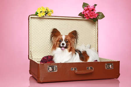 Papillon dog  sits in vintage suitcase on pink backgroundの写真素材