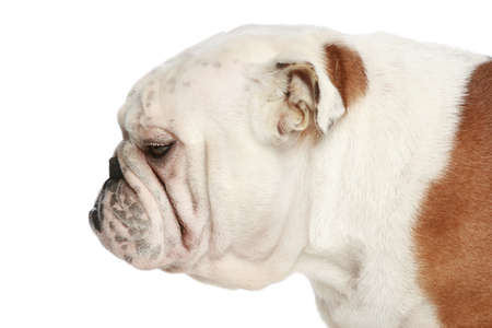 English bulldog on white background. Side viewの写真素材