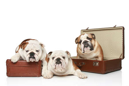 Three English bulldogs are on vintage suitcaseの写真素材