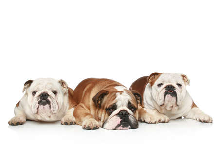 Three English Bulldogs lying on a white backgroundの写真素材