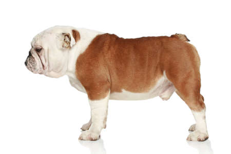English bulldog on white background. Side viewの写真素材