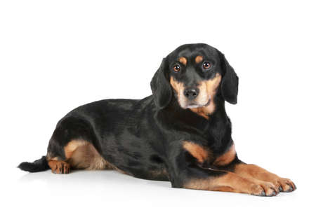 Latvian Hound dog lying on a white backgroundの写真素材